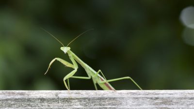 ゲームやアニメにも登場する【カマキリ】は英語で「mantis（マンティス）」だ！