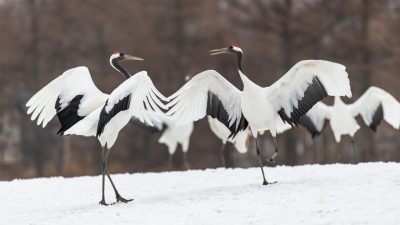 「鶴」は英語で”crane”！クレーン車と同じ？「鶴の一声」「千羽鶴」も解説