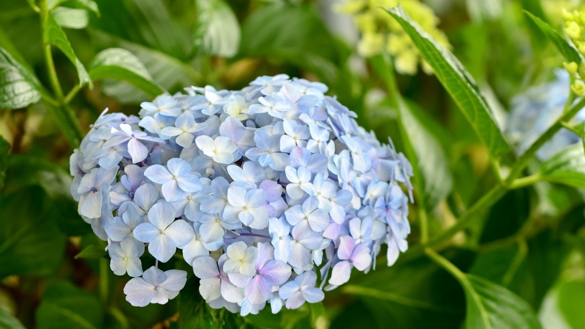 紫陽花（あじさい）って英語で何て言う？英語表現や発音、花言葉まで解説！