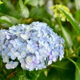 紫陽花（あじさい）って英語で何て言う？英語表現や発音、花言葉まで解説！