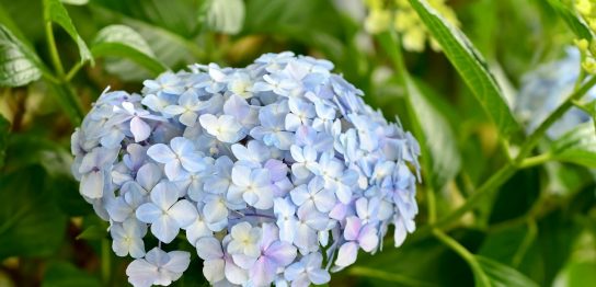 紫陽花って英語で何て言う？英語表現や発音、花言葉まで解説！