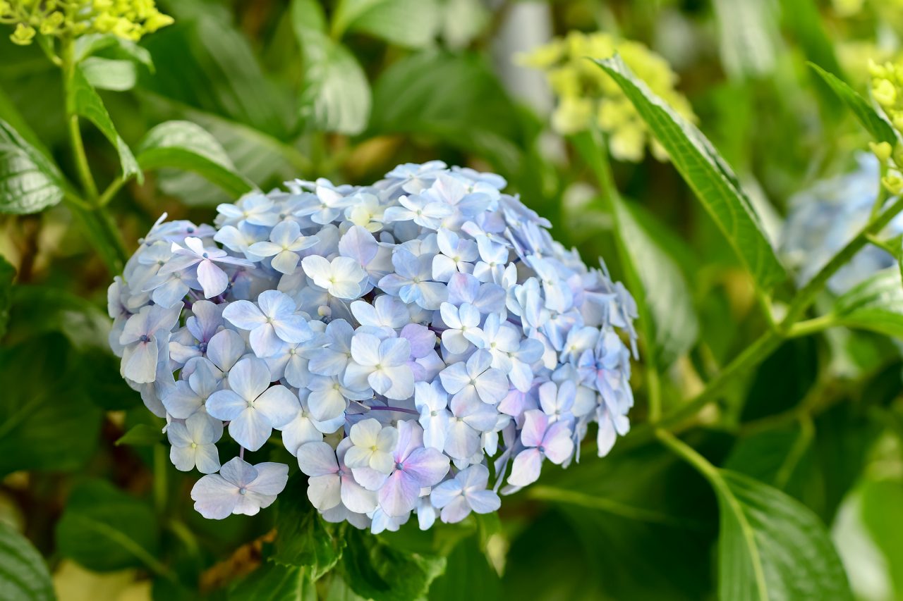 紫陽花って英語で何て言う？英語表現や発音、花言葉まで解説！