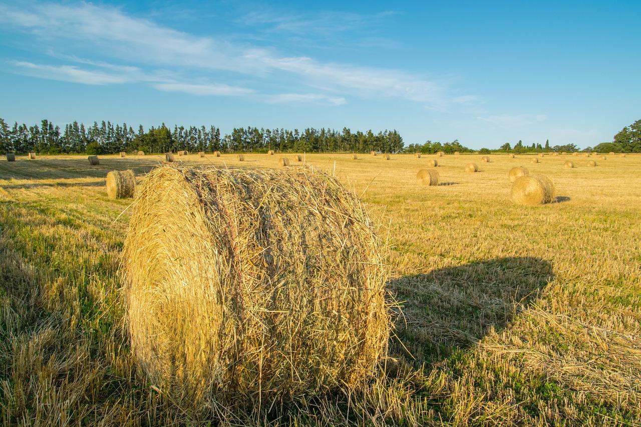 a needle in a haystack