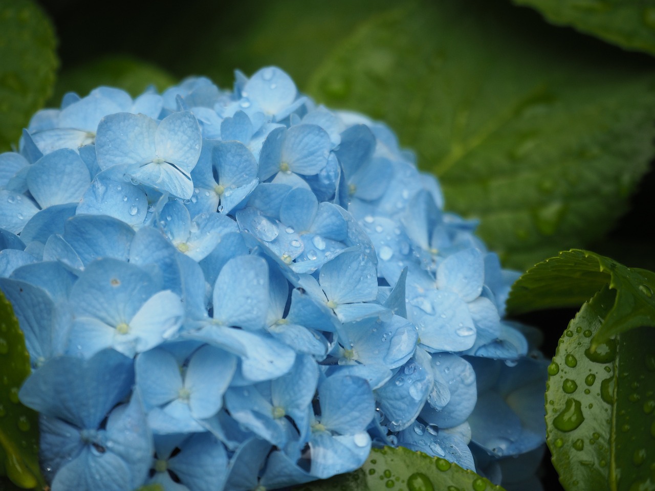 梅雨に咲く花2選