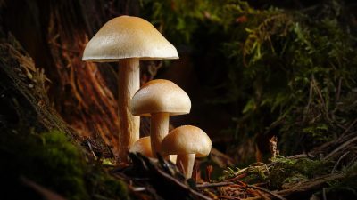 「きのこ」って英語でmushroomでいいの？マッシュルームとの区別も解説！