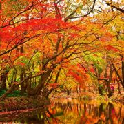 「紅葉」は英語で何て言う？「紅葉を見に行く」「紅葉狩り」など秋に使える英語を解説！