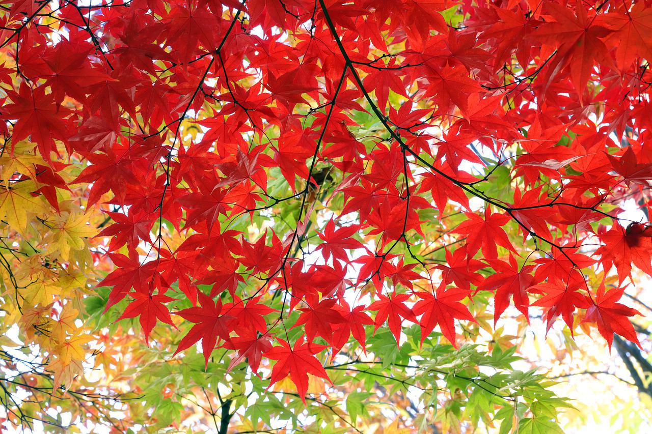 「紅葉」は英語で？