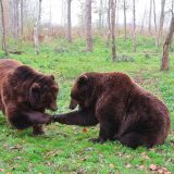 「熊」の英語はbearだけじゃない？複数ある「熊」の英語表現と関連するフレーズを紹介！