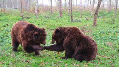 「熊」の英語はbearだけじゃない？複数ある「熊」の英語表現と関連するフレーズを紹介！