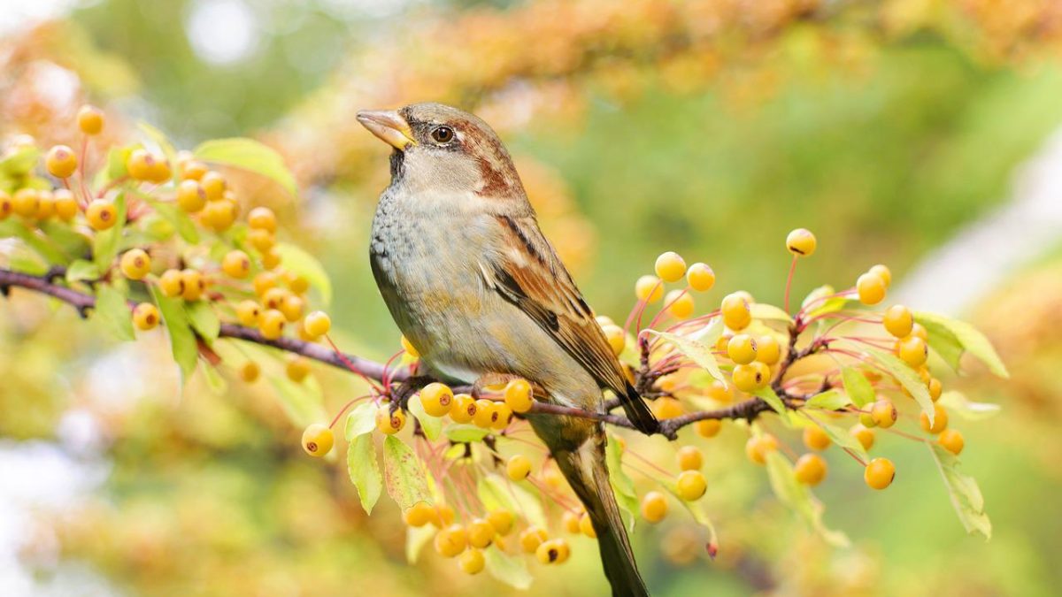 「雀」の英語は”Sparrow（スパロー）”！スズメバチや麻雀についても紹介