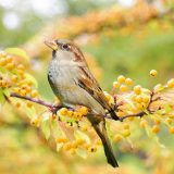 「雀」の英語は”Sparrow（スパロー）”！スズメバチや麻雀についても紹介