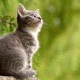 「ねこ」を英語で言うと？茶トラや三毛など毛柄や野良猫の表現も紹介