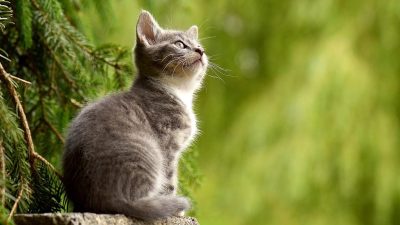 「ねこ」を英語で言うと？茶トラや三毛など毛柄や野良猫の表現も紹介