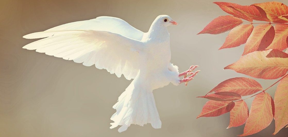 ハト（鳩）は英語で何て言う？ pigeon と dove の違い、関連表現を詳しく解説