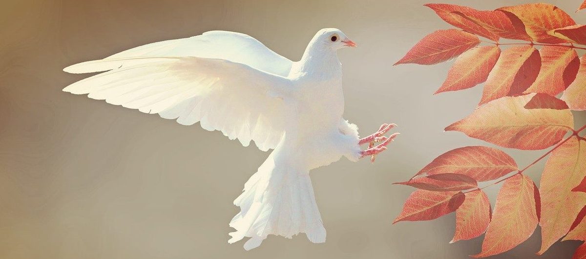 平和の象徴【ハト（鳩）】は英語で何て言う？ ”pigeon”と”dove”の違いも解説