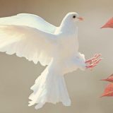 ハト（鳩）は英語で何て言う？ ”pigeon”と”dove”の違いも解説します