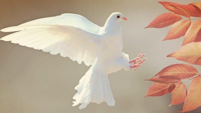 平和の象徴【ハト（鳩）】は英語で何て言う？ ”pigeon”と”dove”の違いも解説