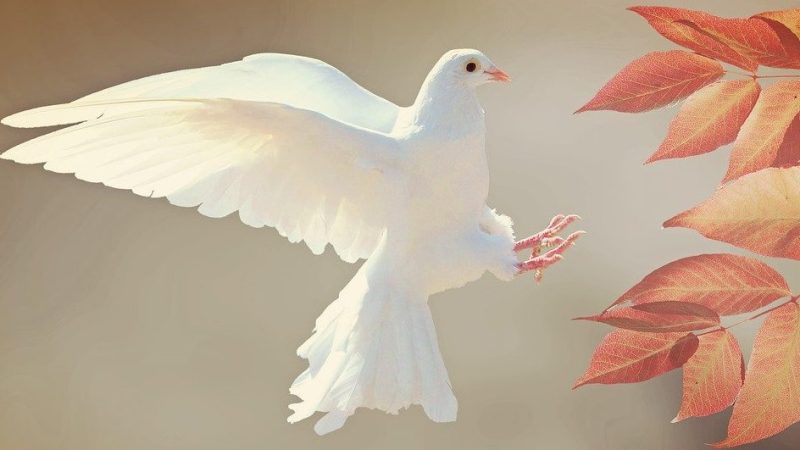 平和の象徴【ハト（鳩）】は英語で何て言う？ ”pigeon”と”dove”の違いも解説