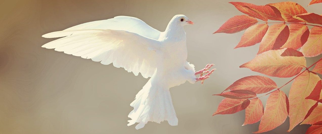 ハト（鳩）は英語で何て言う？ pigeon と dove の違い、関連表現を詳しく解説
