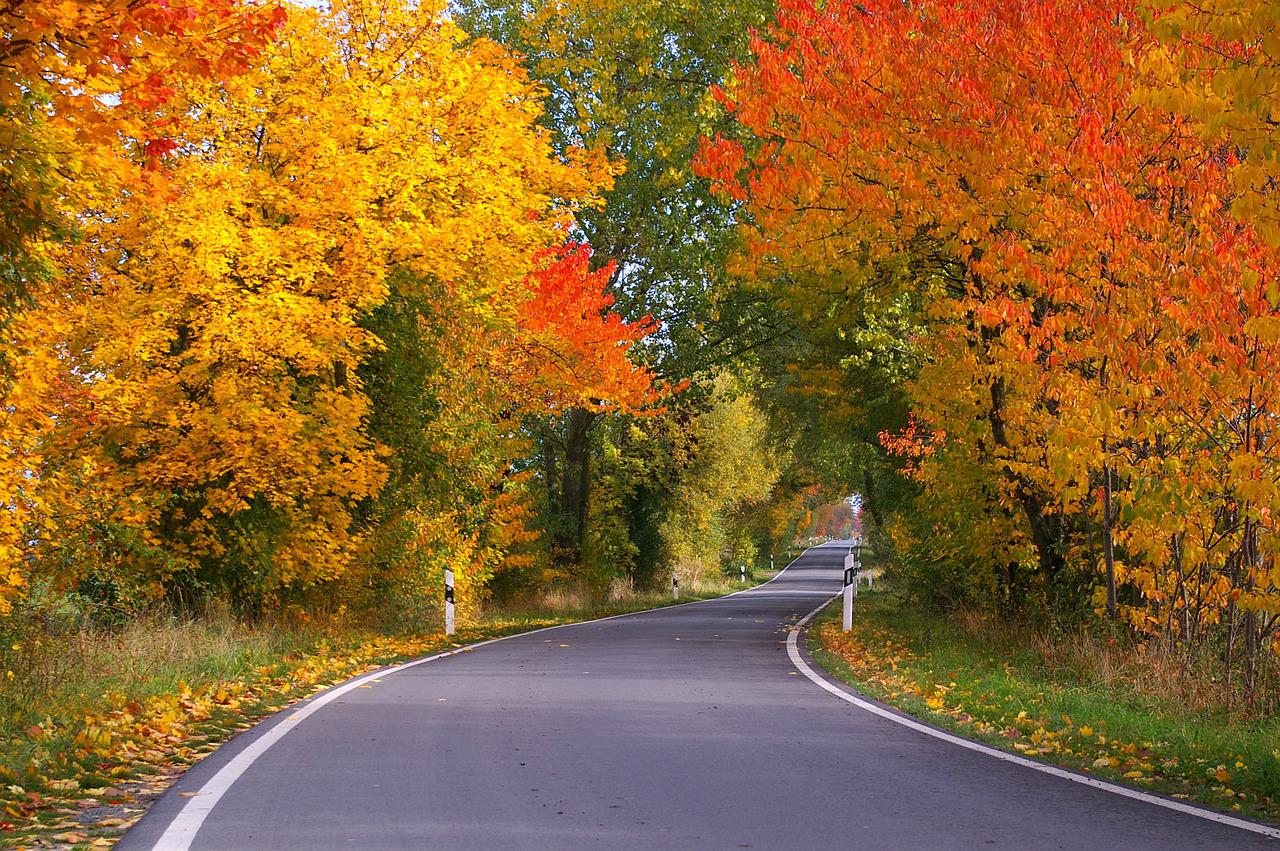 「紅葉を楽しむ」の英語