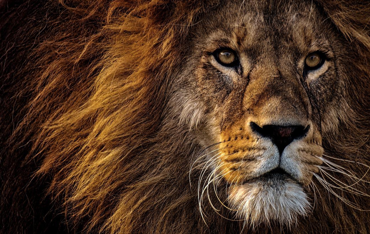 「ライオン」のに関する英語表現