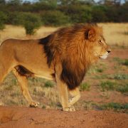 「ライオン」を英語で表現するときに覚えておきたい単語4選！動物園で使える英語も解説