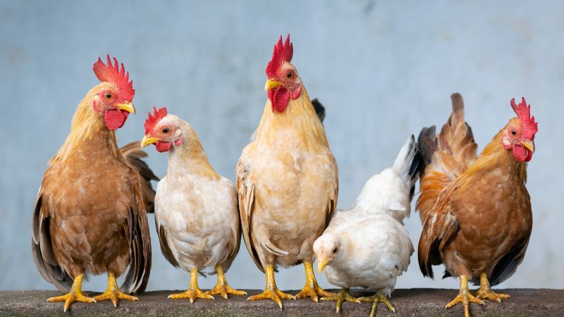 ニワトリの英語はチキン？鳴き声やヒヨコは？名前が意外な関係性を明らかに！