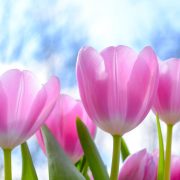 「咲く」を英語で言うと？「花」にまつわる英語表現について徹底解説！