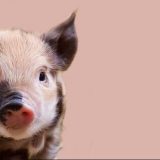 豚の英語は 「pig」だけじゃない？「ポーク」は？鳴き声は「ブーブー」なの？