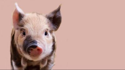 豚の英語は 「pig」だけじゃない？「ポーク」は？鳴き声は「ブーブー」なの？