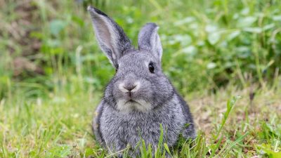 「うさぎ」は英語で何て言う？「rabbit」以外のさまざまな英語表現を使いこなそう！