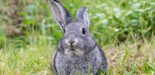 「うさぎ」は英語で何て言う？「rabbit」以外のさまざまな英語表現を使いこなそう！