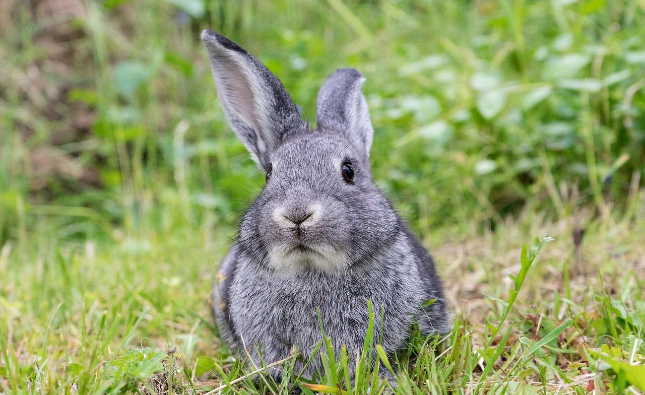 「うさぎ」は英語で何て言う？「rabbit」以外のさまざまな英語表現を使いこなそう！