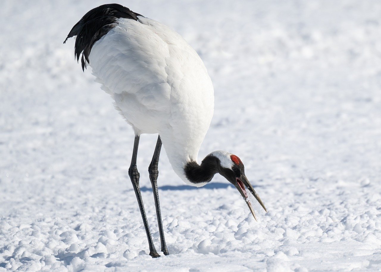 鶴」は英語で”crane”！クレーン車と同じ？「鶴の一声」「千羽鶴」も解説| Kimini英会話