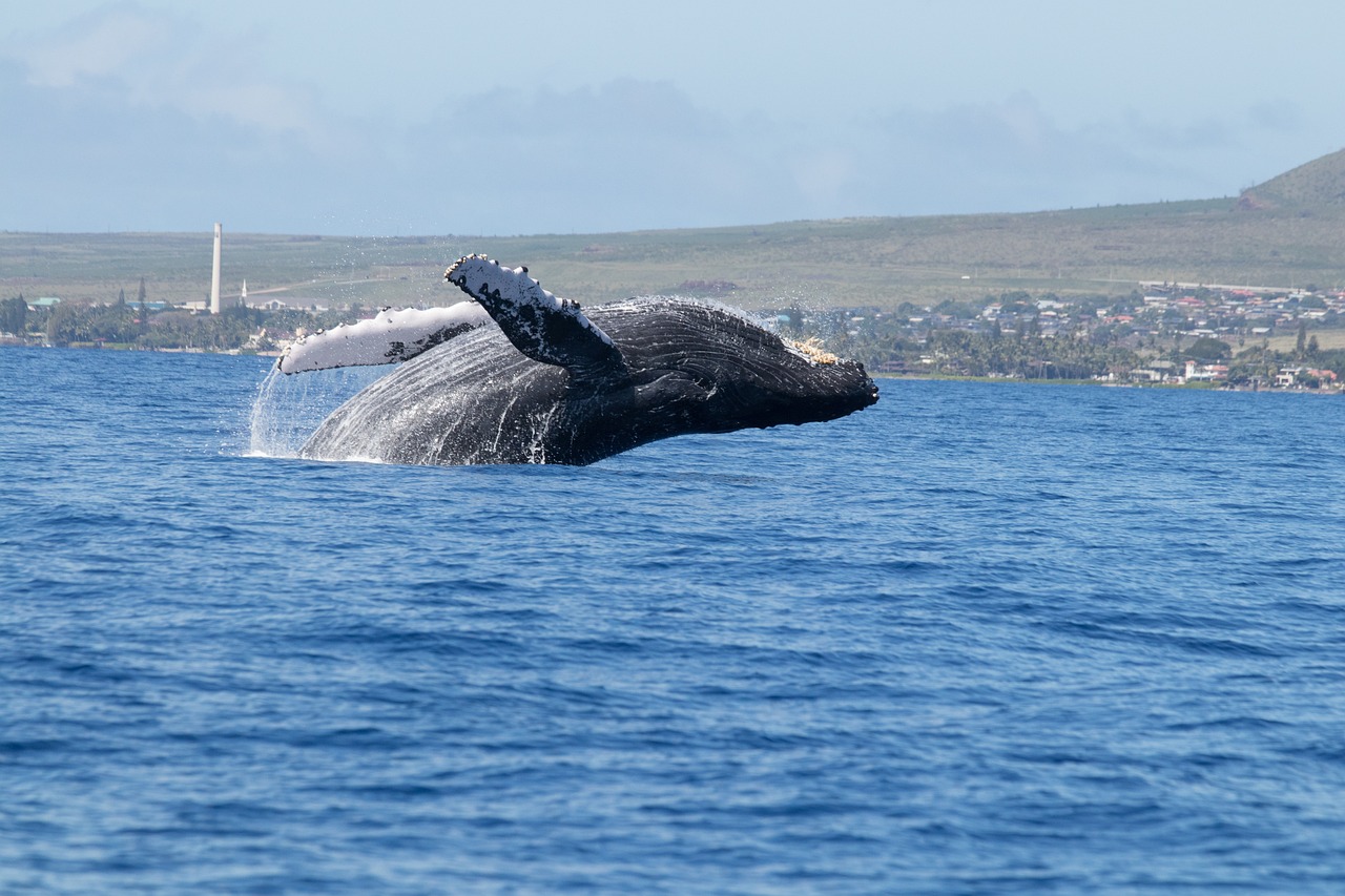 くじらは英語でwhale