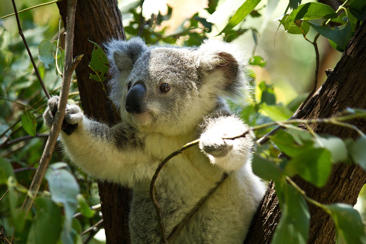 「コアラ」は英語で何て言う？コアラの生態やオーストラリア動物も英語で表現してみよう！