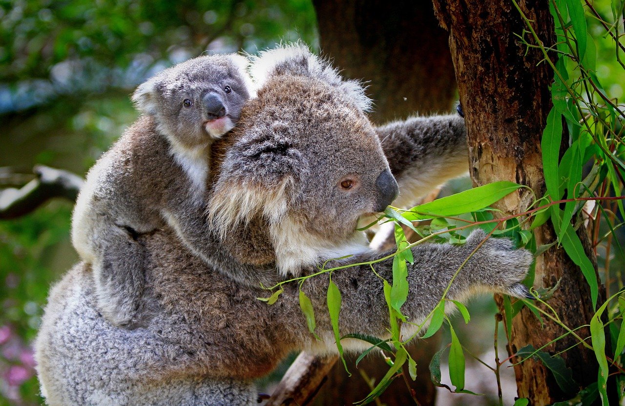 「コアラ」は英語で何て言う？コアラの生態やオーストラリア動物も英語で表現してみよう！