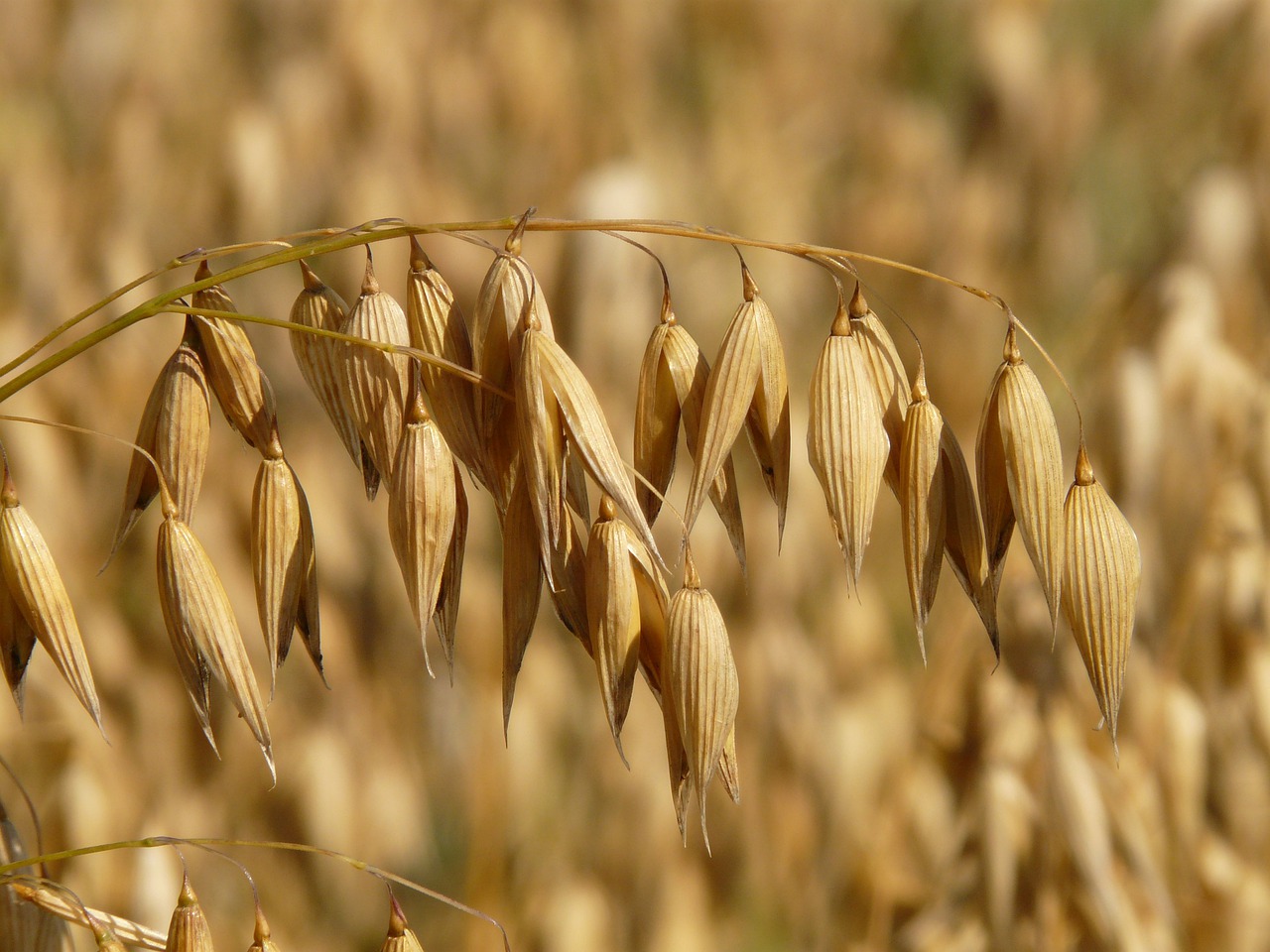 麦の種類はどんなものがあるの？それらは英語でなんて言う？