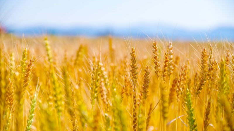 麦って英語でなんて言う？「小麦粉」「裸麦」「オーツ麦」「もち麦」も紹介！