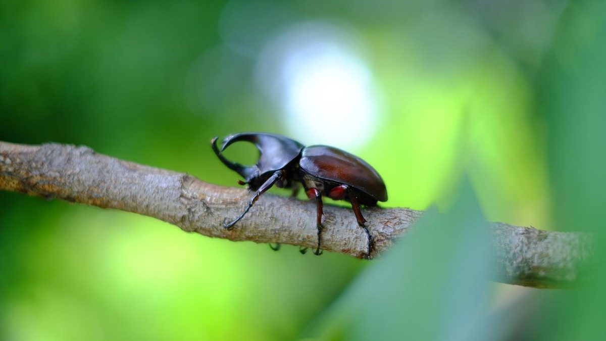 カブトムシは英語で何て言う？クワガタなど他の昆虫も合わせてご紹介