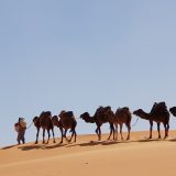 砂漠の人気者「ラクダ」の英語は何？2種類あるって本当？秘密に迫る