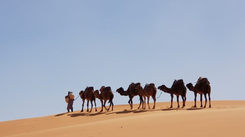 砂漠の人気者「ラクダ」の英語は何？2種類あるって本当？秘密に迫る