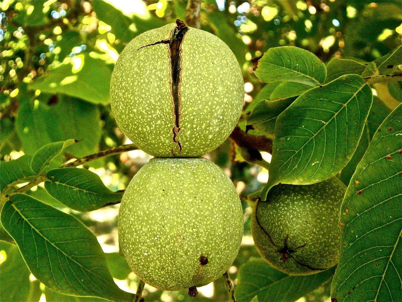 木の実って英語でなんて言う？え？「fruit」なの？