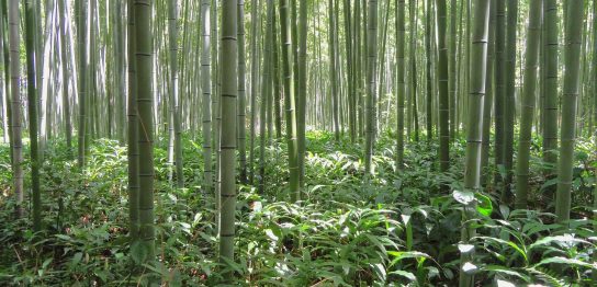 「林」は英語で何て言う？groveやforest、woodsの違いを正しく使い分けよう！