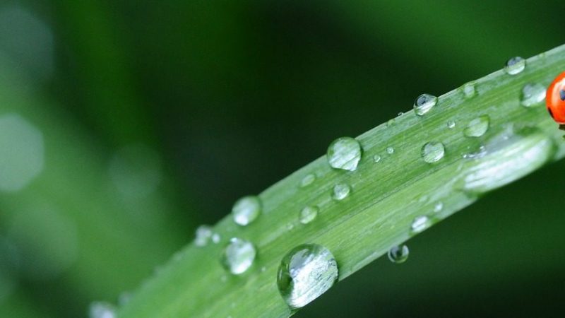 【てんとう虫（天道虫）】の英語は３つある！イギリスとアメリカの呼び名が違うよ