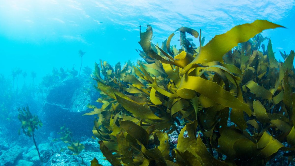 「海藻」って英語でなんて言う？わかめも昆布も”seaweed”でいいの？