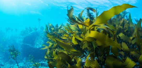 海藻って英語でなんて言う？海草との違いは？