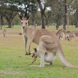 「カンガルー」は英語で何て言う？特徴や有袋類の英語表現を解説！