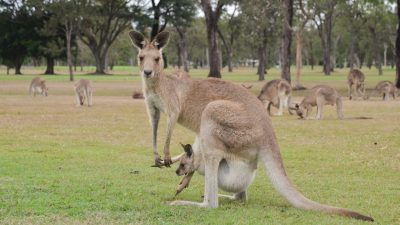 「カンガルー」は英語で何て言う？特徴や有袋類の英語表現を解説！