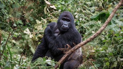 「ゴリラ」は英語でも“gorilla”だけど・・・発音とアクセントに要注意！